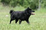 SCHIPPERKE 310